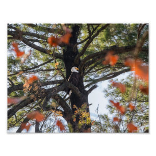 Eagle and Falling Leaves Photo Print