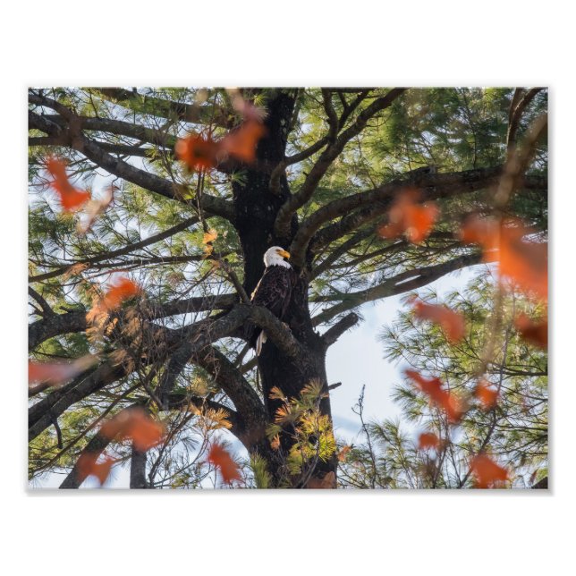 Eagle and Falling Leaves Photo Print (Front)