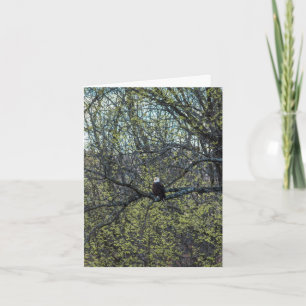 Eagle Awareness Card