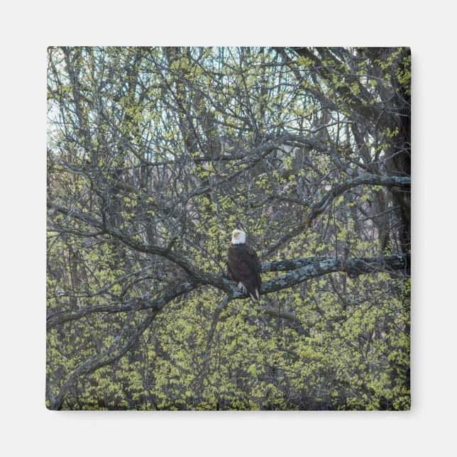 Eagle Awareness Magnet (Front)