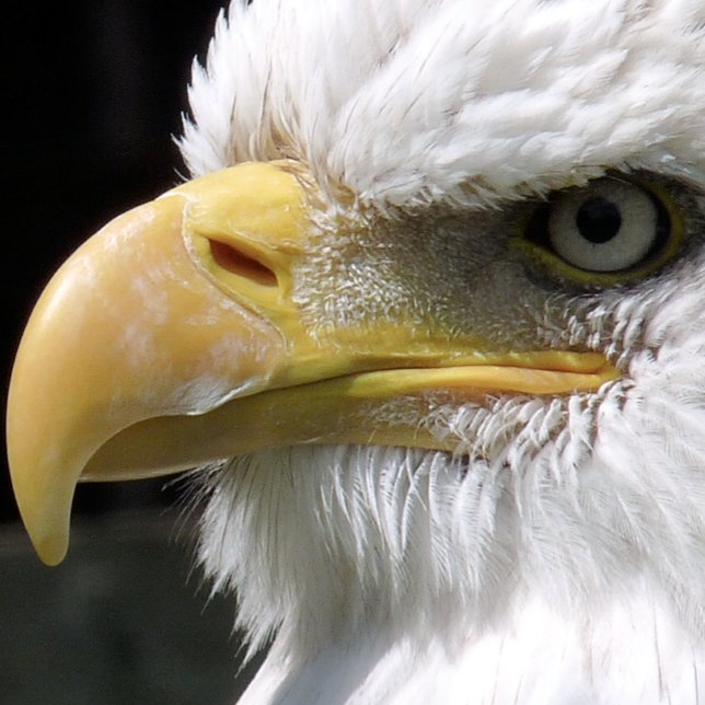 EAGLE BIRD OF PREY   CANVAS PRINT (Creator Uploaded)