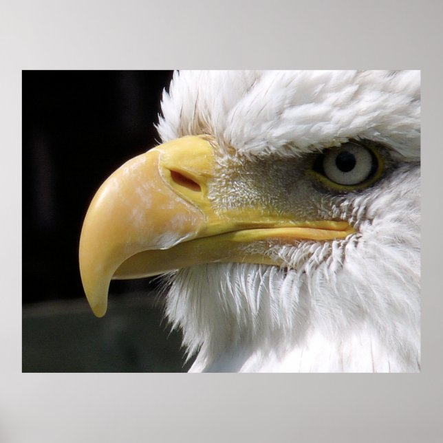 EAGLE BIRD OF PREY  POSTER (Front)