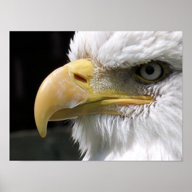 EAGLE BIRD OF PREY  POSTER (Front)
