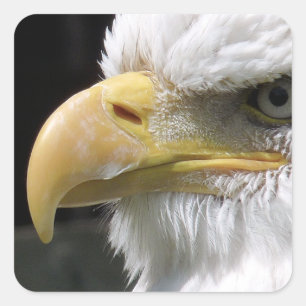 EAGLE BIRD OF PREY  SQUARE STICKER