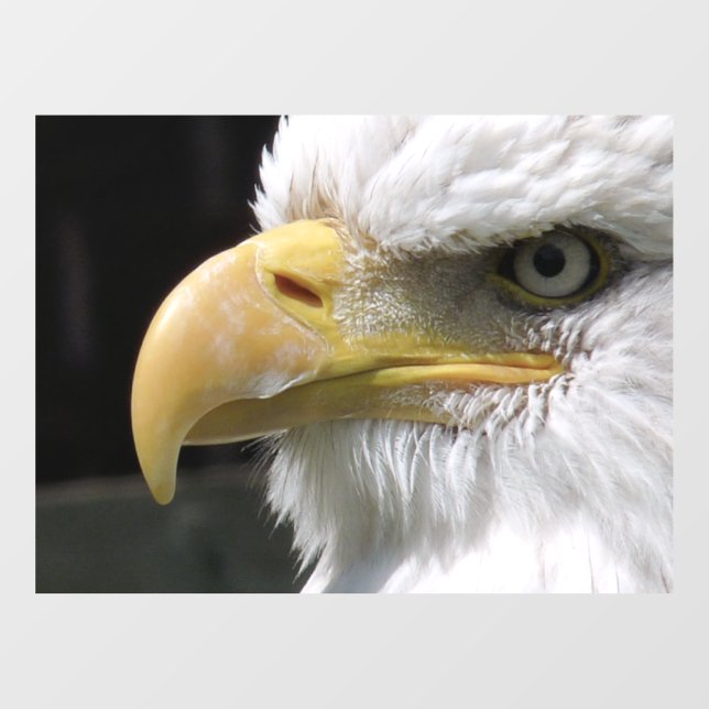 EAGLE BIRD OF PREY  WINDOW CLING (Sheet)