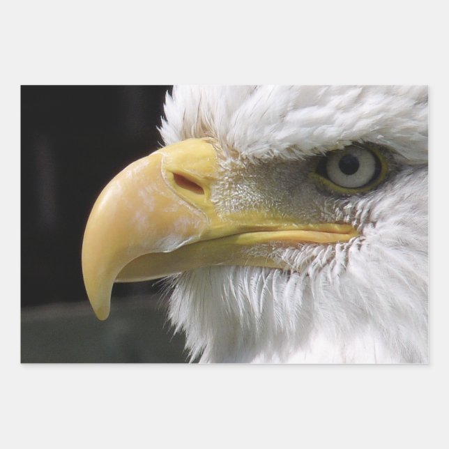 EAGLE BIRD OF PREY  WRAPPING PAPER SHEET (Front)