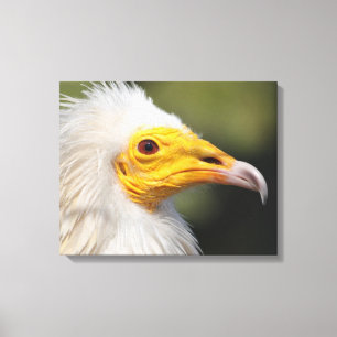 Eagle Canvas Print