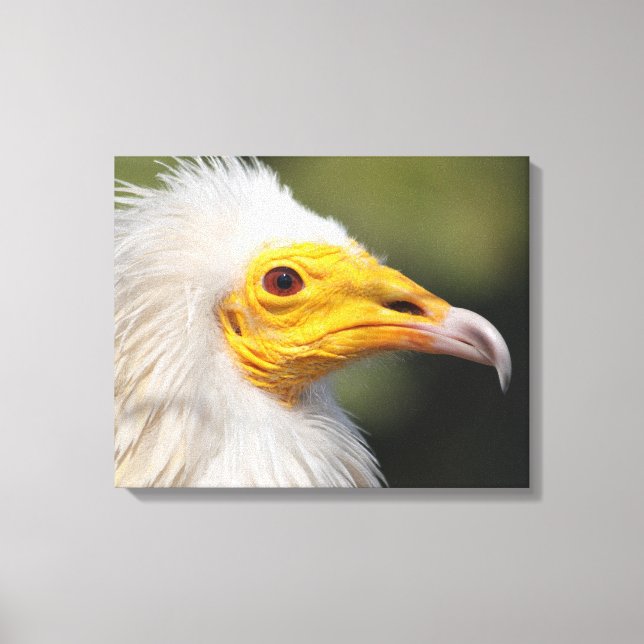 Eagle Canvas Print (Front)