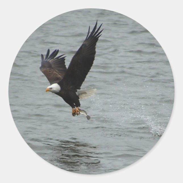 Eagle catching a fish classic round sticker (Front)