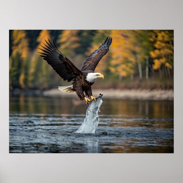 Eagle Catching Fish Poster (Front)