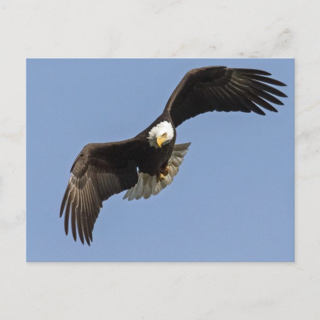 Eagle Eye Postcard (Front)