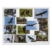 Eagle Family Life