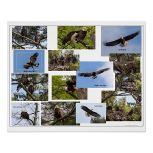 Eagle Family Life Poster