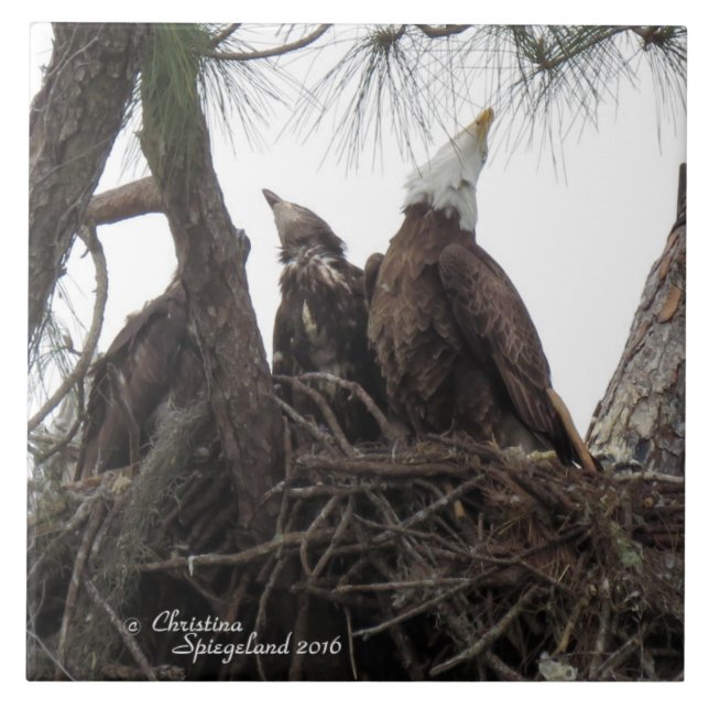 Eagle family singing Spiegeland Tile (Front)
