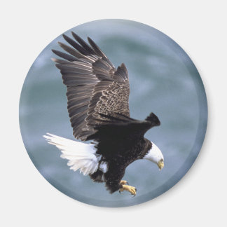 Eagle Flight Magnet