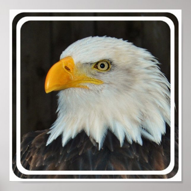 Eagle Head Poster (Front)