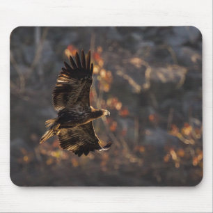 Eagle In the Golden Hour Mouse Mat