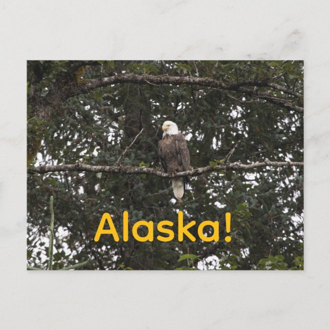 Eagle in the trees postcard (Front)