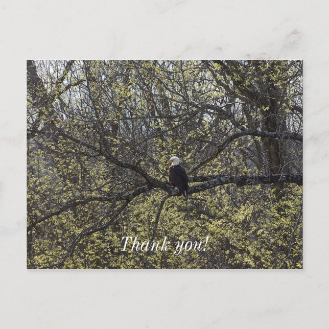 Eagle Lookout Painterly Postcard (Front)