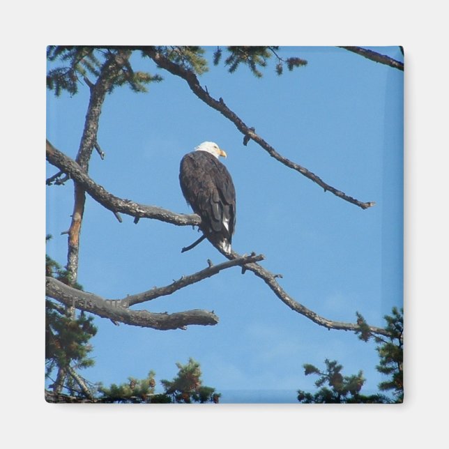 Eagle Magnet (Front)