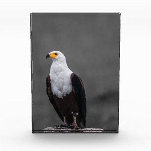 Eagle Minimalist Selective Color Photography Photo Block