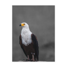 Eagle Minimalist Selective Colour Photography