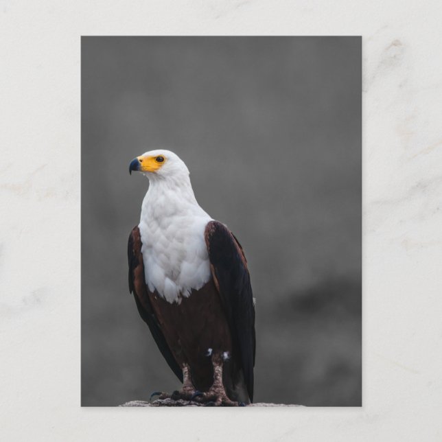 Eagle Minimalist Selective Colour Photography Postcard (Front)