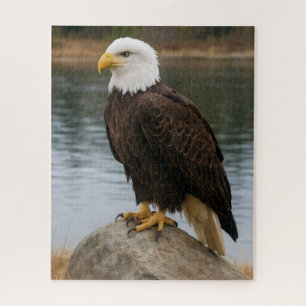 Eagle of the Quiet Shores Jigsaw Puzzle