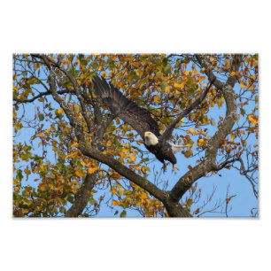 Eagle Off To The River Photo Print
