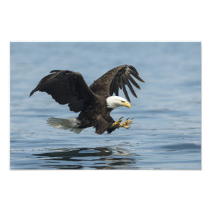 Eagle on Approach Photo Print