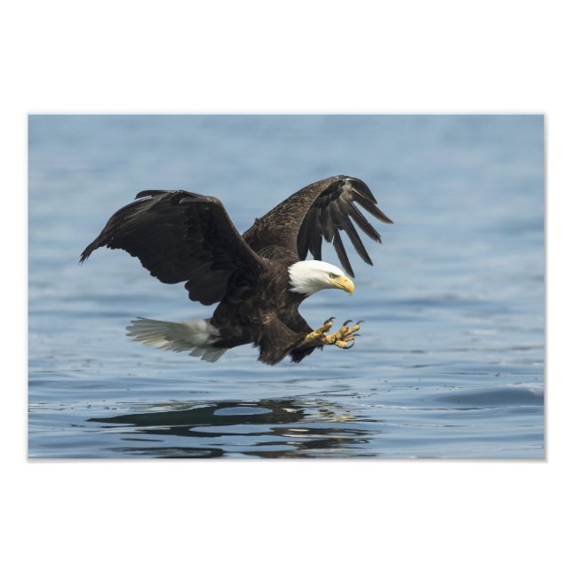 Eagle on Approach Photo Print (Front)