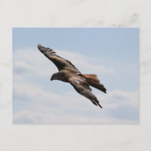 Eagle on the sky postcard