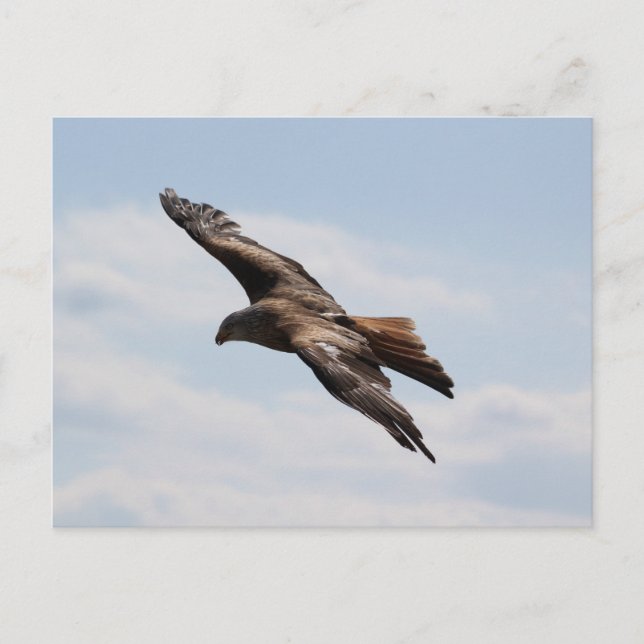 Eagle on the sky postcard (Front)