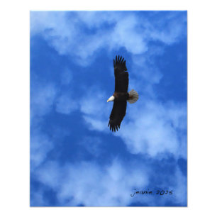 Eagle on the wing photo print