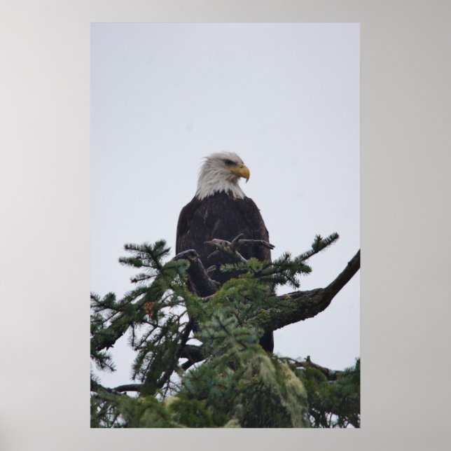 Eagle on tree top picture poster (Front)