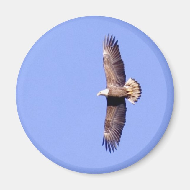 Eagle Over Conowingo Magnet (Front)