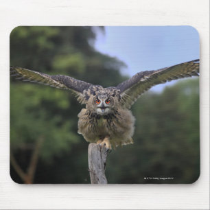 Eagle Owl (Bubo bubo) Mouse Mat