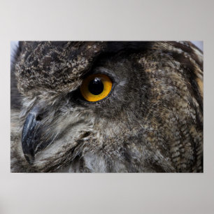 Eagle Owl Eyes Poster