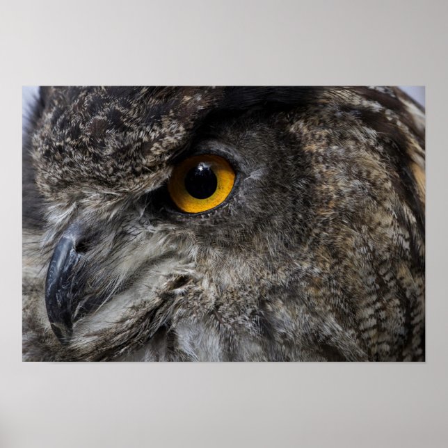 Eagle Owl Eyes Poster (Front)