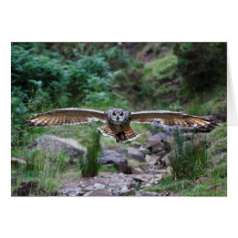 Eagle Owl. Forward Motion