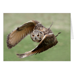 Eagle Owl In Flight