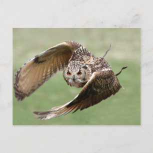 Eagle Owl In Flight Postcard