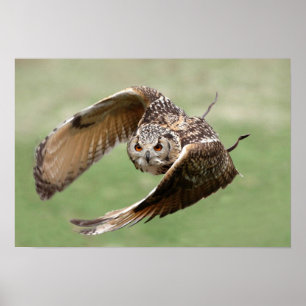 Eagle Owl In Flight Poster