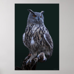 Eagle Owl Photo Poster -24x36 -smaller available