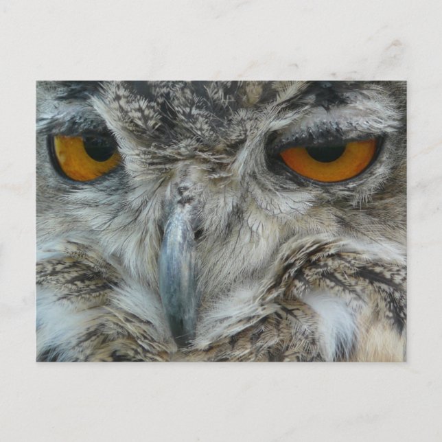 Eagle owl postcard (Front)