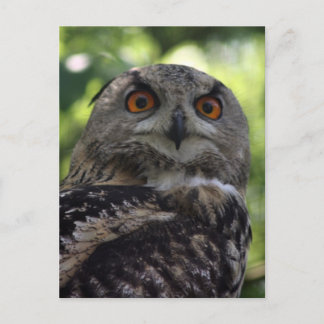 Eagle-owl Postcard