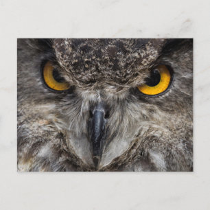Eagle Owl Postcard