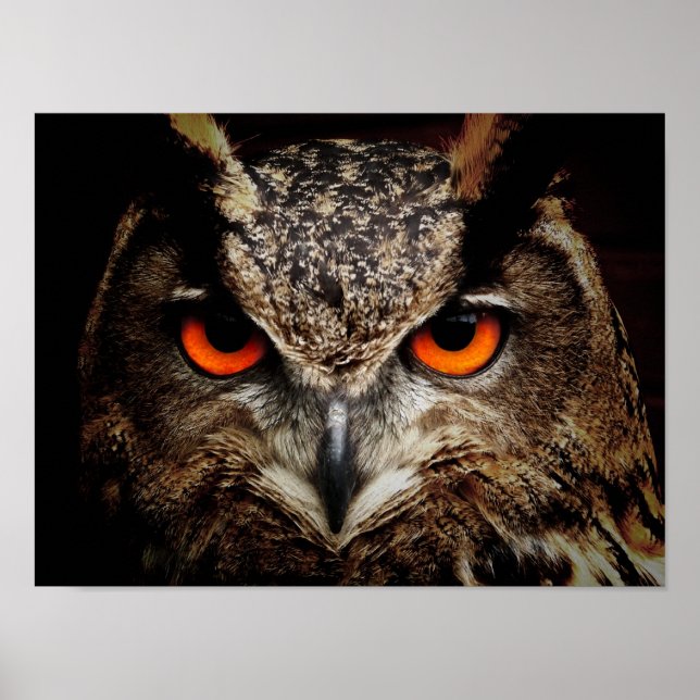 Eagle-Owl Poster (Front)