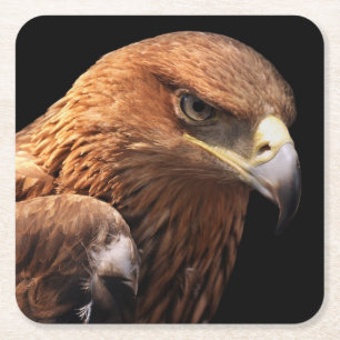Eagle portrait isolated on black square paper coaster