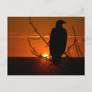 Eagle Postcard